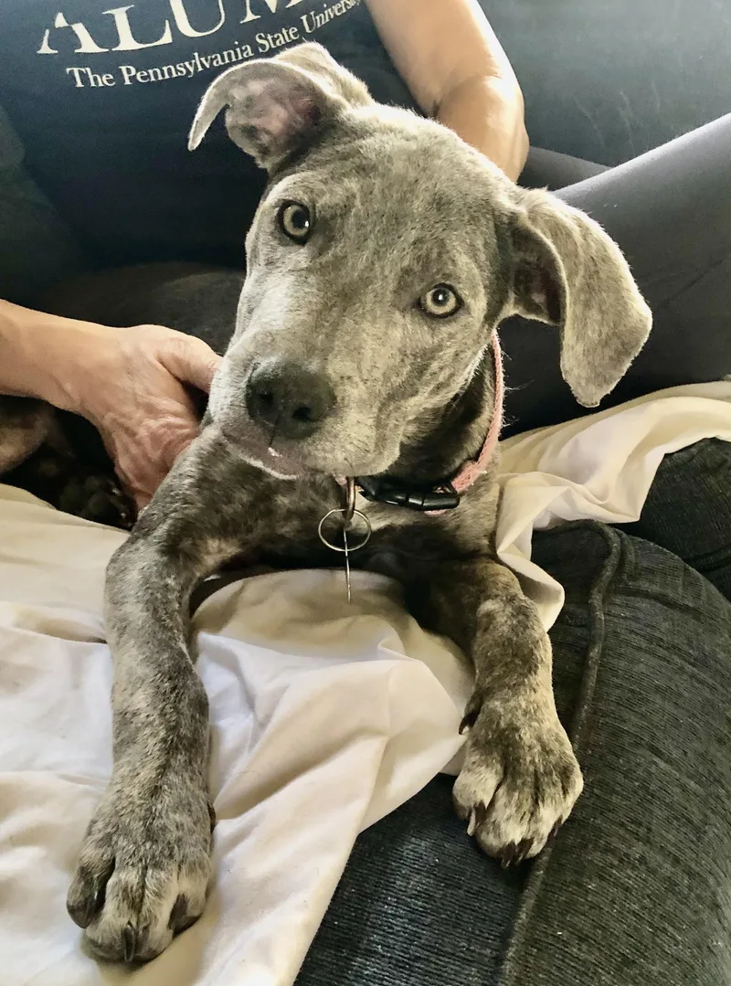 Puppy Faith thumbnail 2