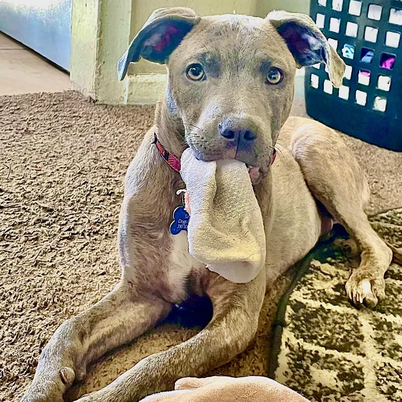 Puppy Faith thumbnail 3