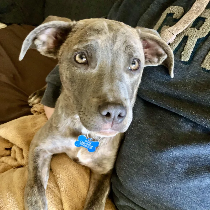 Puppy Faith thumbnail 4