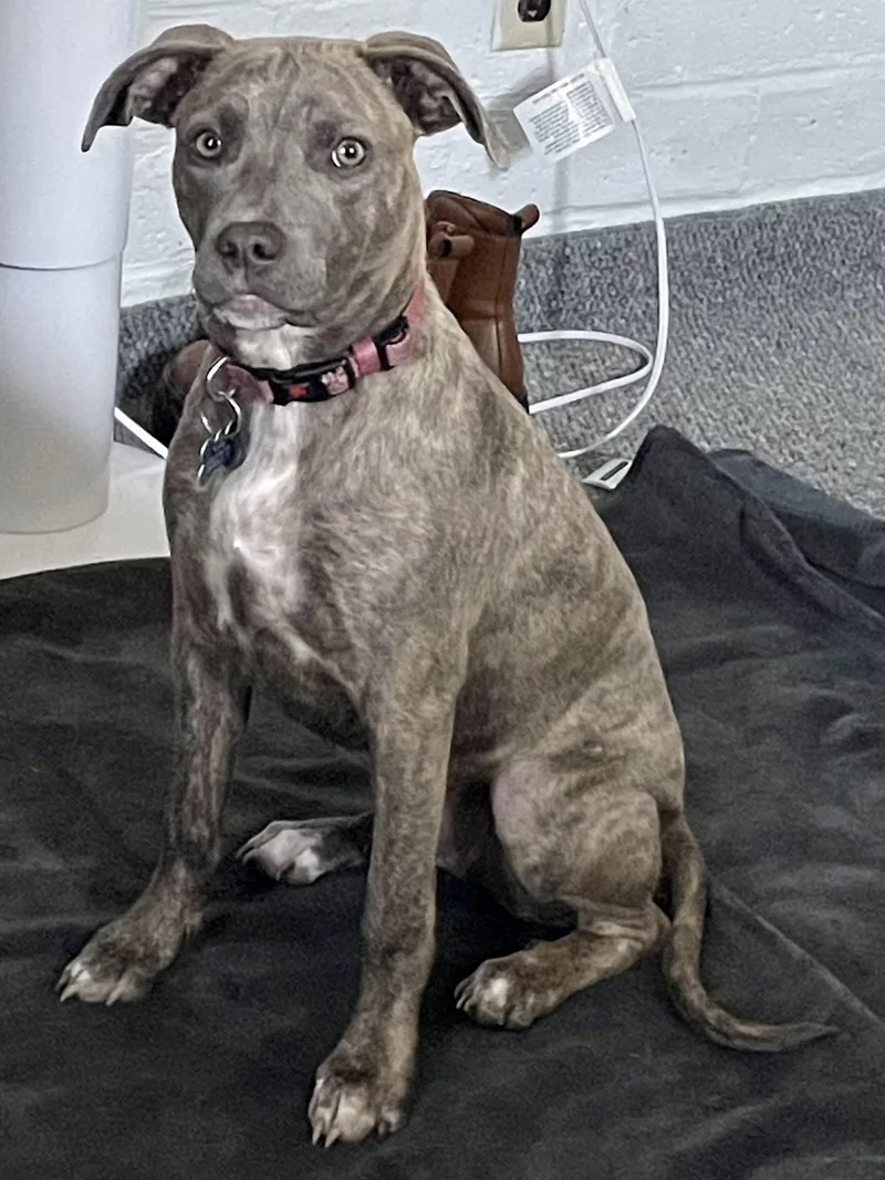 Puppy Faith thumbnail 5