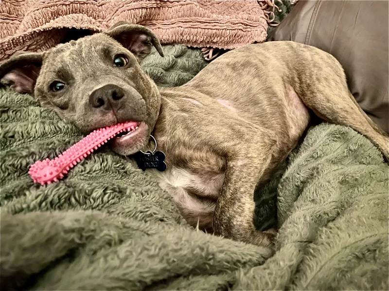 Puppy Faith thumbnail 6