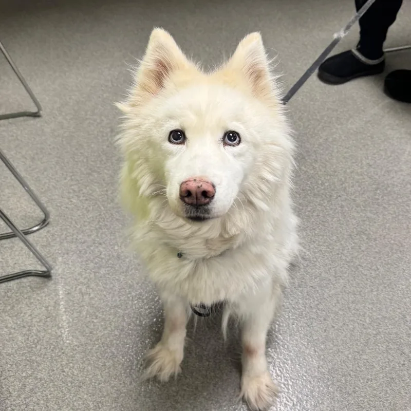 A senior medium-sized female White / Cream Husky dog named Momo for adoption in Brockton, MA