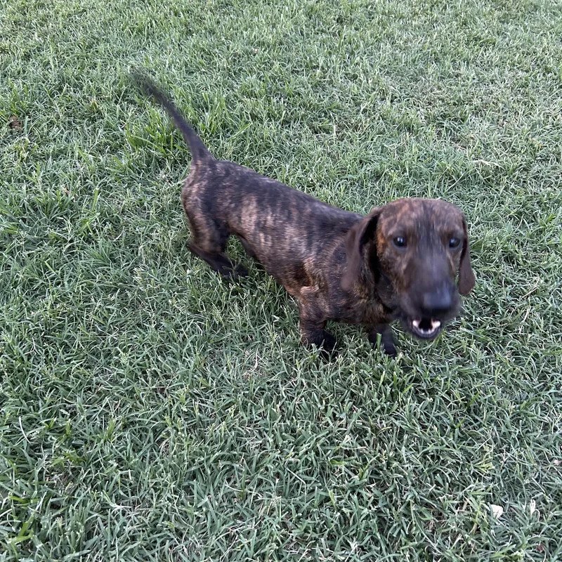 An adult small-sized male Brindle Wirehaired Dachshund dog named Cooper for adoption in Chickasha, OK