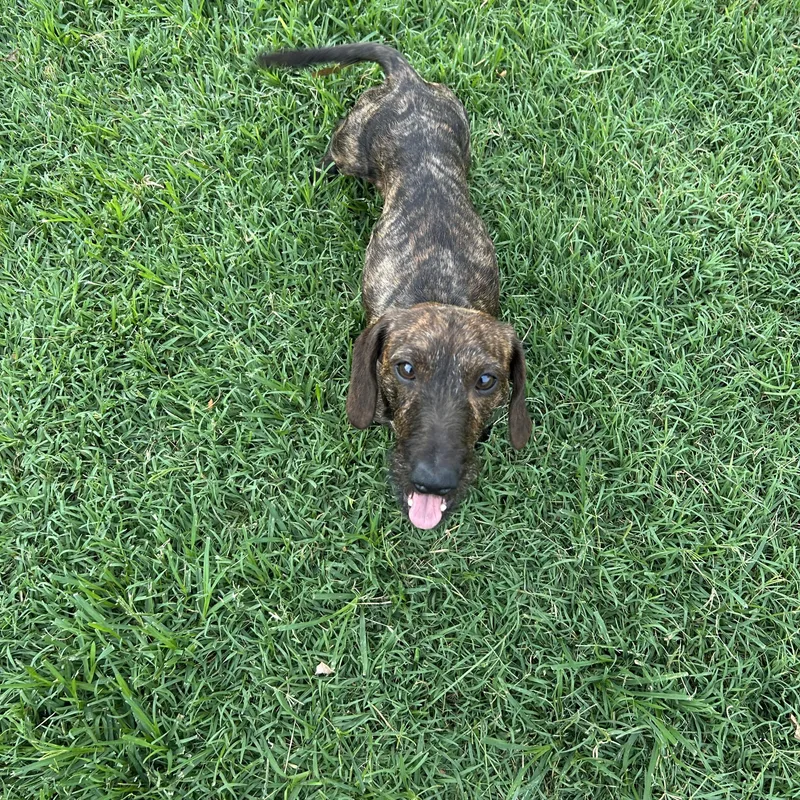 Cooper thumbnail 2