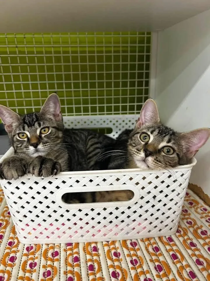 A young medium-sized male Domestic Short Hair cat named Brody for adoption in Sicklerville , NJ