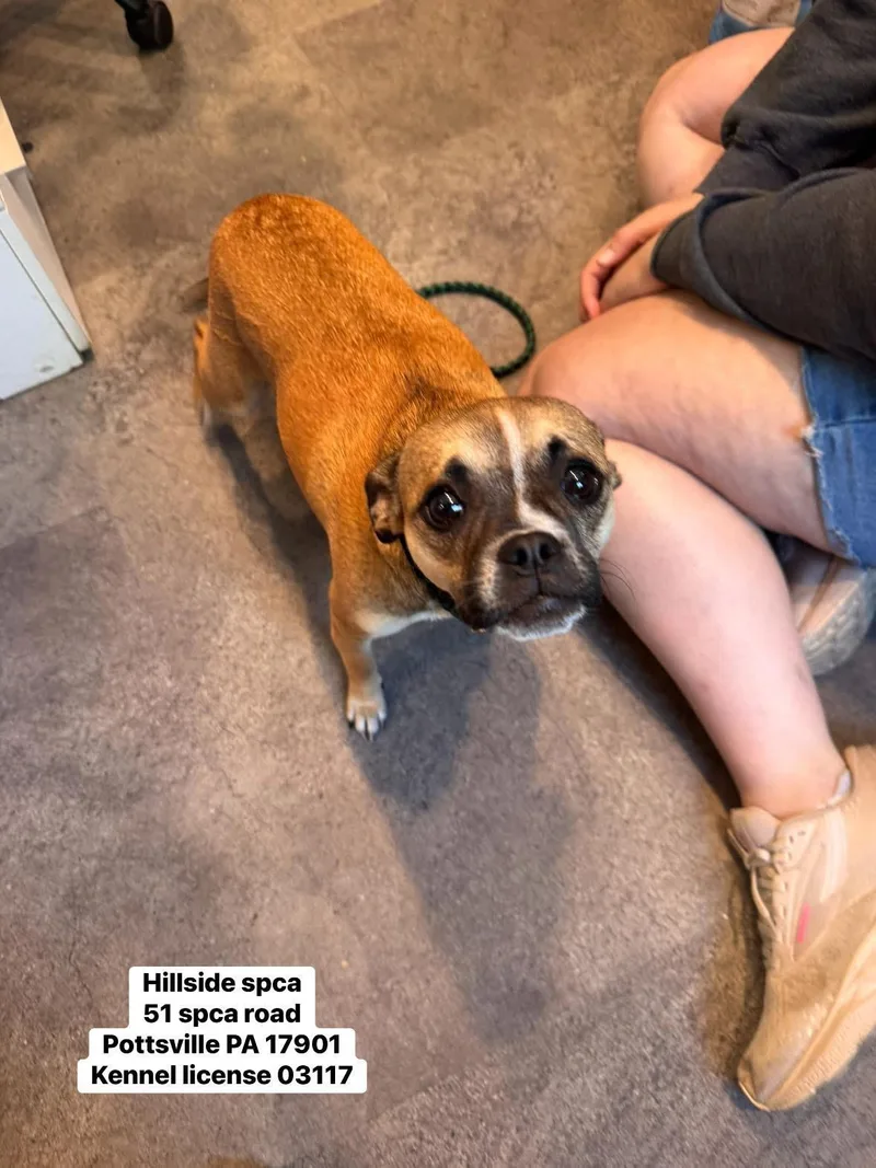 A young small-sized female Tricolor (Brown, Black, & White) Pug dog named Dottie for adoption in Pottsville, PA