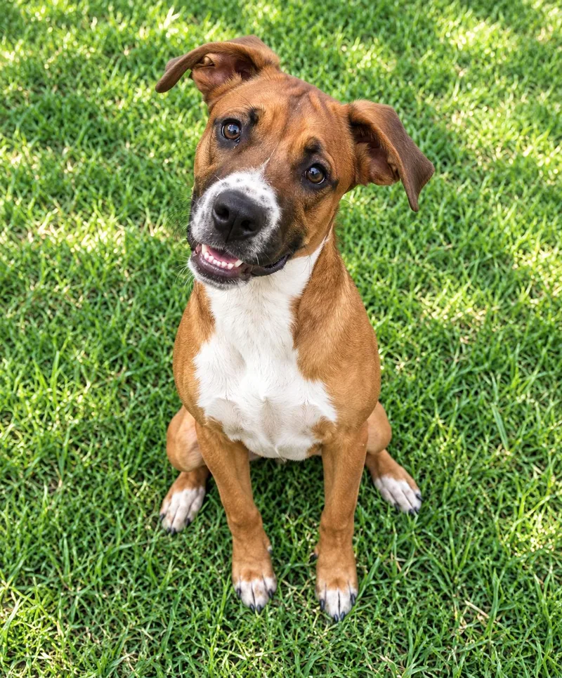 A young medium-sized male Mixed Breed dog named Nub Tail Tyson for adoption in Bandera, TX