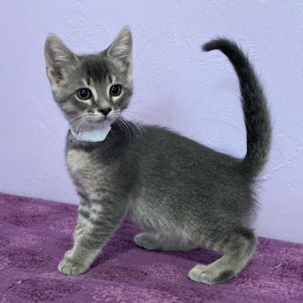 A baby small-sized male Gray / Blue / Silver Domestic Short Hair cat named Foghorn for adoption in Woodland, CA