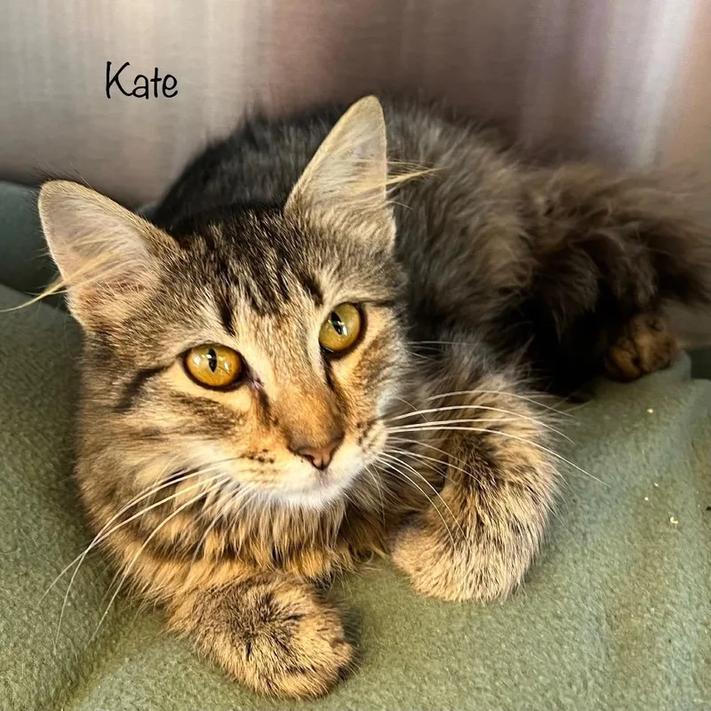 A baby small-sized female Black Domestic Medium Hair cat named Kate for adoption in Madisonville, TN