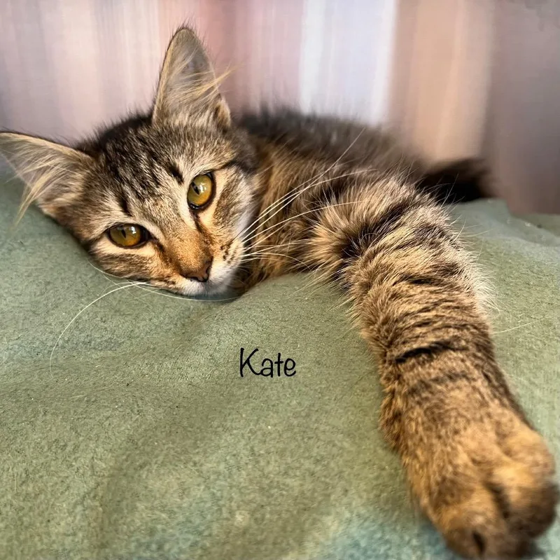 Kate thumbnail 2