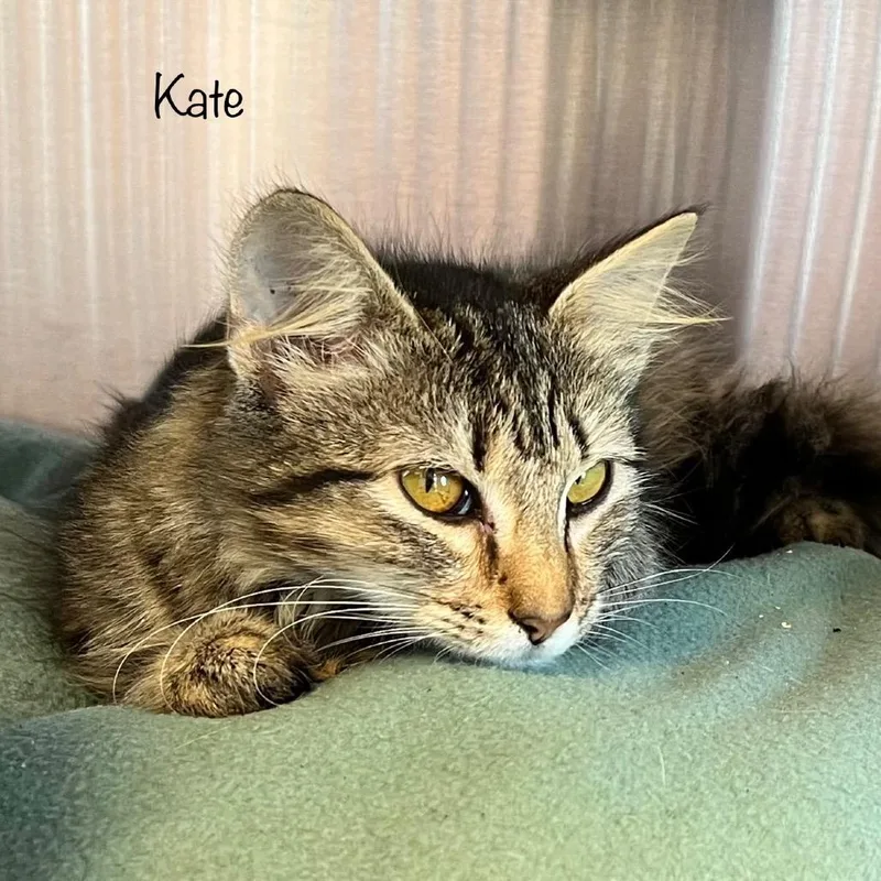 Kate thumbnail 4