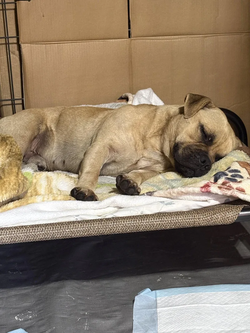 An adult medium-sized male Beagle dog named Duke for adoption in Orange, CA