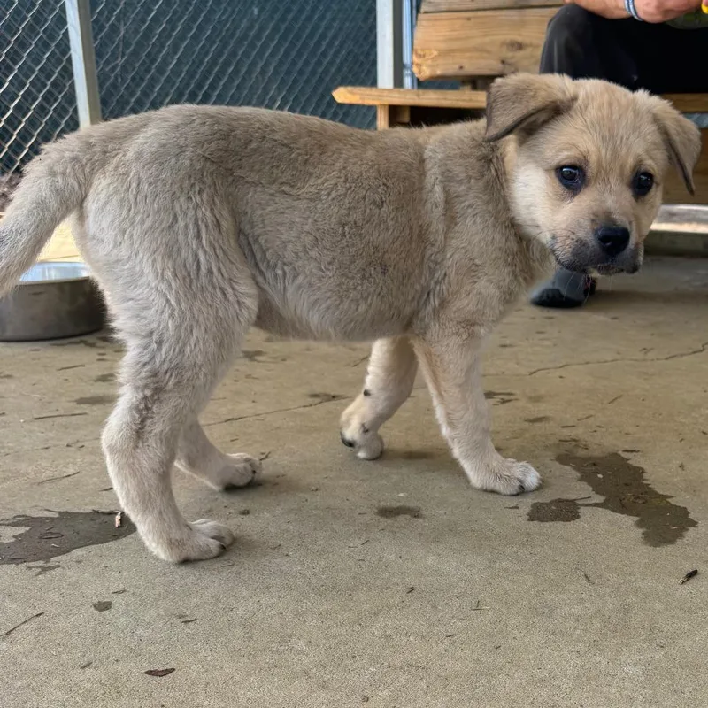A baby large-sized female Black Mixed Breed dog named Alabama for adoption in Blue Ridge, GA