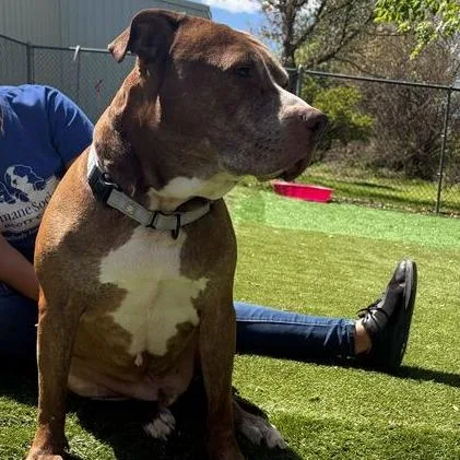 An adult large-sized male Brown / Chocolate Mixed Breed dog named Bread Loaf for adoption in Davenport, IA