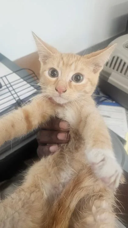 A baby medium-sized male Domestic Short Hair cat named Marbles for adoption in West Chester, PA