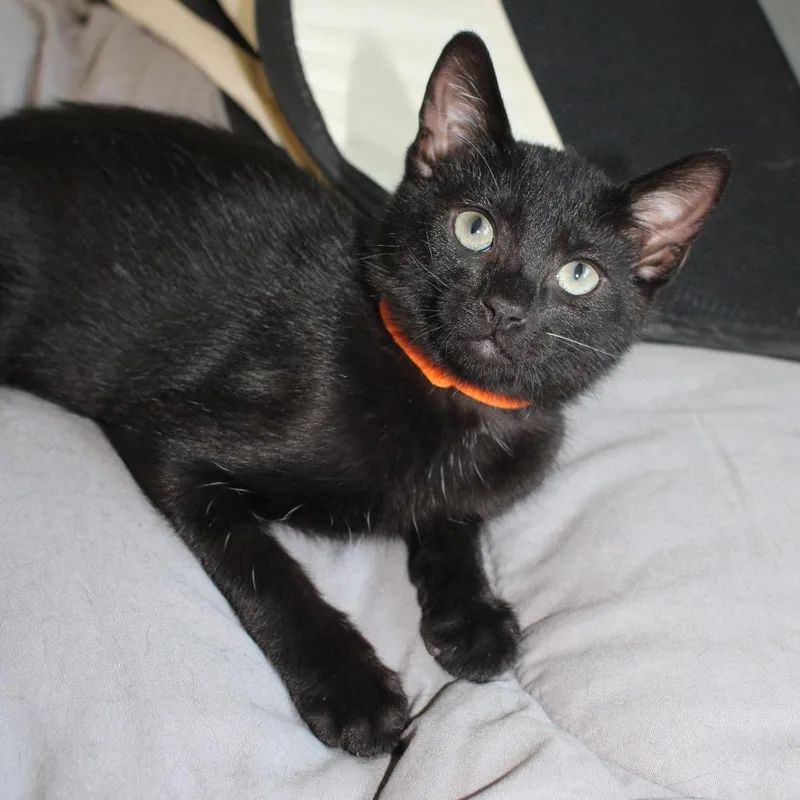 A baby small-sized male Black Domestic Short Hair cat named Finn for adoption in Long Beach, CA