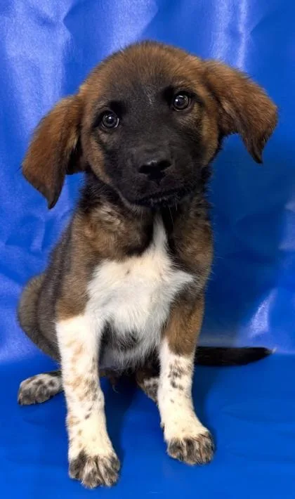 A baby large-sized male Anatolian Shepherd dog named Dawson for adoption in Morton Grove, IL