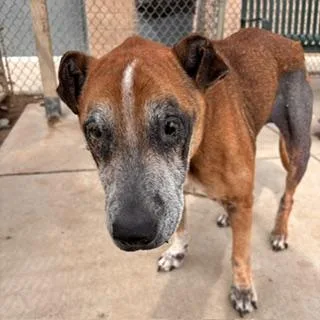 A senior medium-sized female Pit Bull Terrier dog named Izzy for adoption in Modesto, CA
