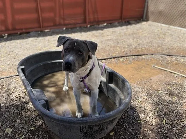 A young large-sized male Pit Bull Terrier dog named Alfredo for adoption in Phoenix, AZ