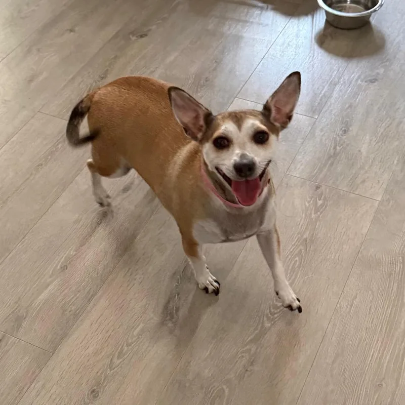 An adult small-sized female Yellow / Tan / Blond / Fawn Mixed Breed dog named Sadie for adoption in Southside, TN