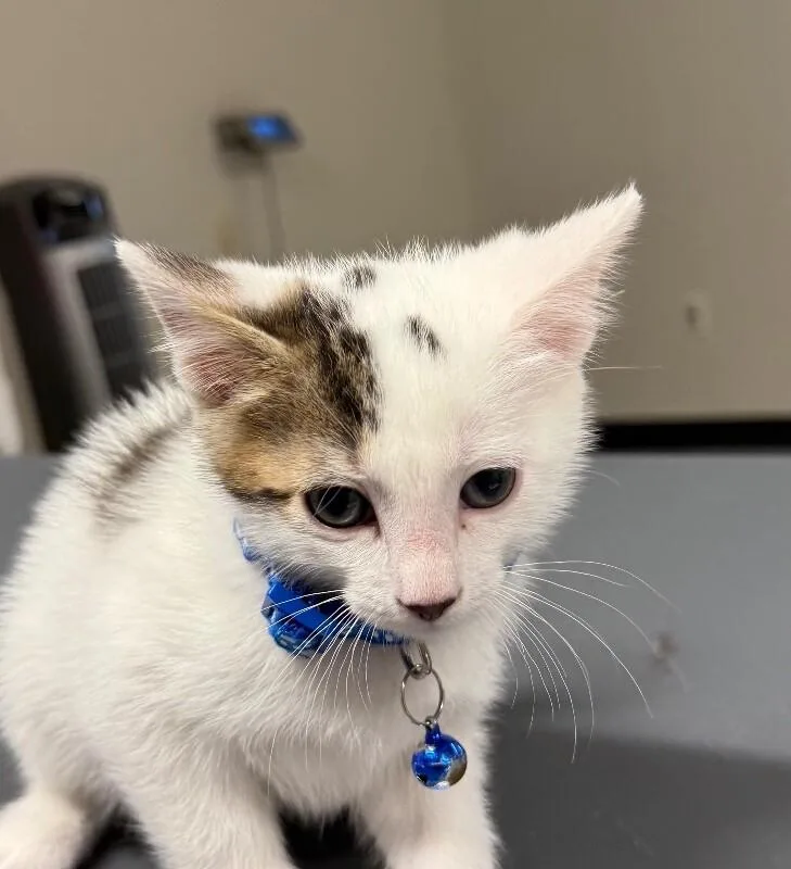 A young small-sized male Domestic Short Hair cat named Marshall for adoption in Yankton, SD