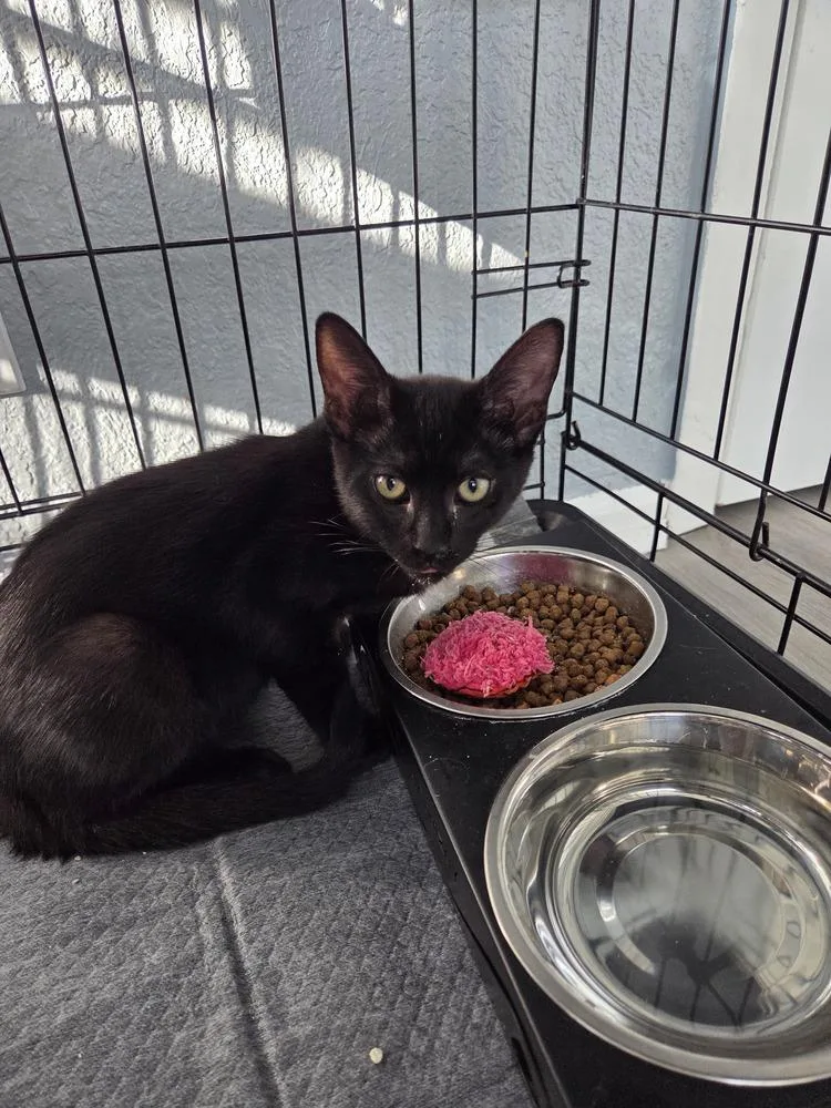 A young small-sized male Black Domestic Short Hair cat named Chase for adoption in Orlando, FL