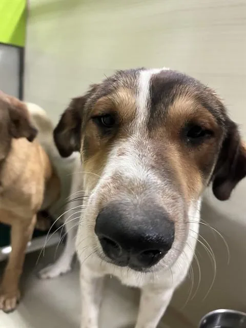 A young large-sized male Brown / Chocolate Shepherd dog named Ox  Urgent for adoption in Thousand Oaks, CA
