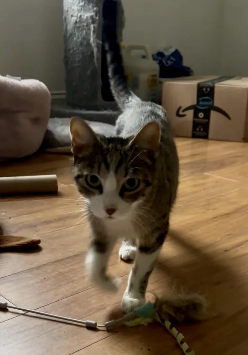 A young medium-sized female Domestic Short Hair cat named Nature for adoption in Andover, CT