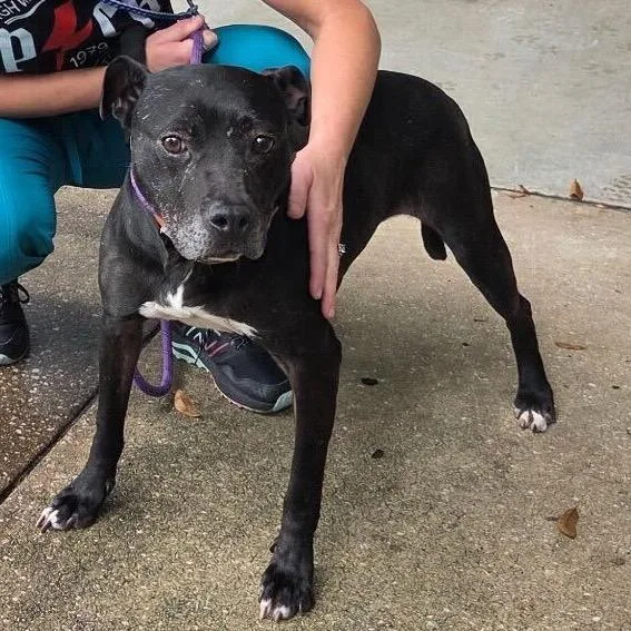 An adult medium-sized female Black Mixed Breed dog named Truffle for adoption in Titusville, FL