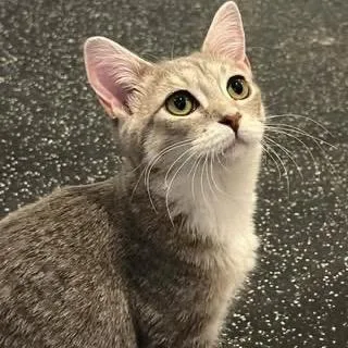 A young medium-sized female Gray / Blue / Silver Domestic Short Hair cat named Penelope for adoption in Harrisonburg, VA