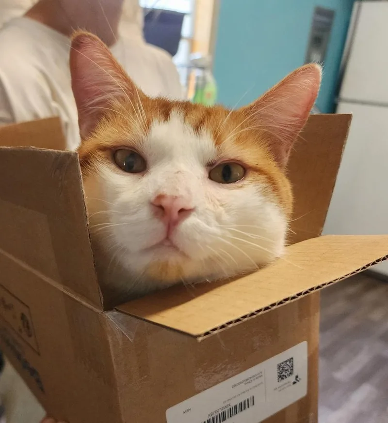 Toby