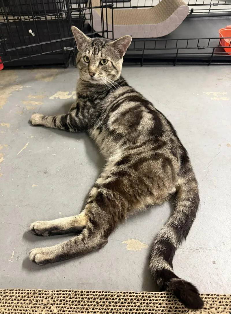 An adult medium-sized male Tabby cat named Max for adoption in San Jose, CA