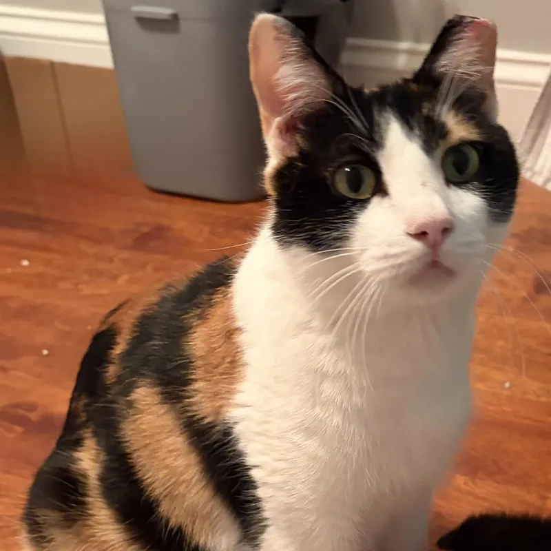 An adult medium-sized female Calico Calico cat named Polly for adoption in Scranton, PA