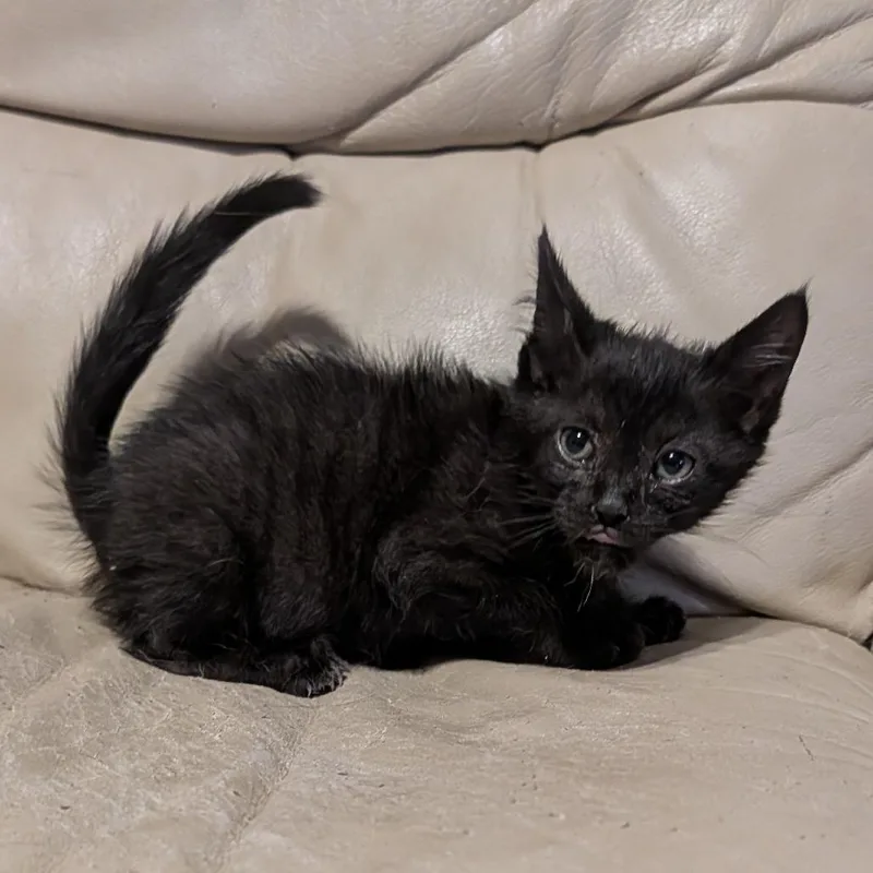 A baby small-sized male Domestic Short Hair cat named Jett& Jax for adoption in Portage, MI