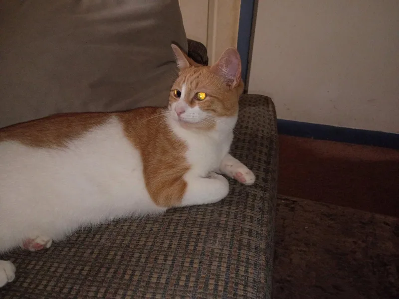 A young medium-sized female Orange & White Domestic Short Hair cat named Creamy for adoption in Niles, MI