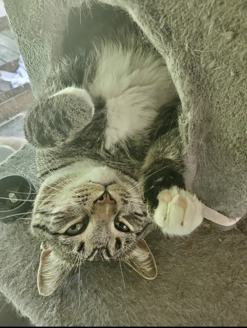 An adult large-sized male Tabby (Brown / Chocolate) Tabby cat named Mikey Boots  URGENT for adoption in Maryville, TN