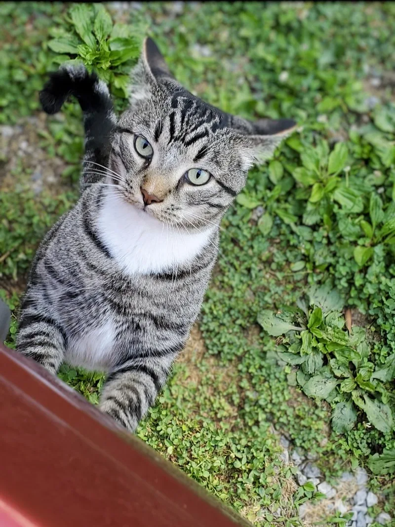 Mikey Boots  URGENT thumbnail 5
