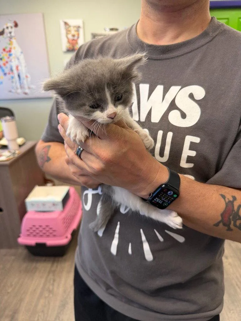A baby small-sized male Domestic Short Hair cat named Wasabi for adoption in Saint George, UT