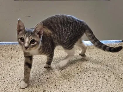 An adult medium-sized male Domestic Short Hair cat named Kent for adoption in Lafayette, IN