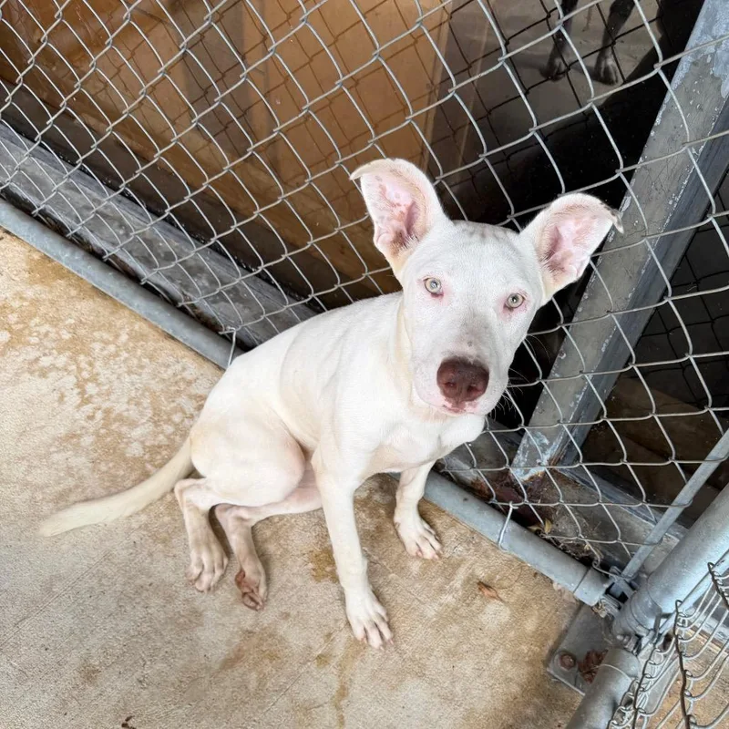 A young medium-sized female Pit Bull Terrier dog named Hazel for adoption in Birmingham, AL