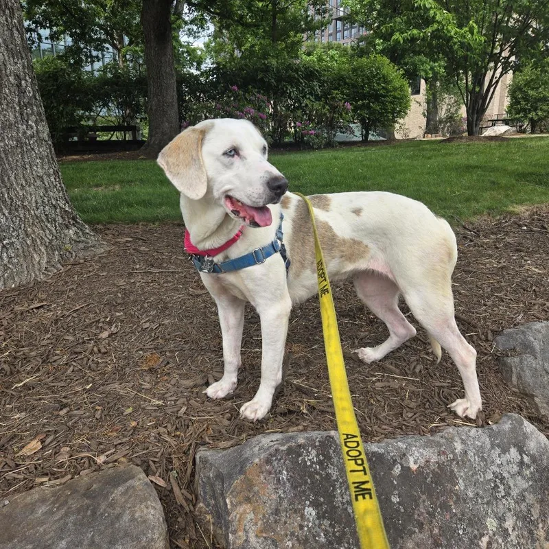 A young medium-sized female White / Cream Treeing Walker Coonhound dog named Pennick for adoption in Falls Church, VA
