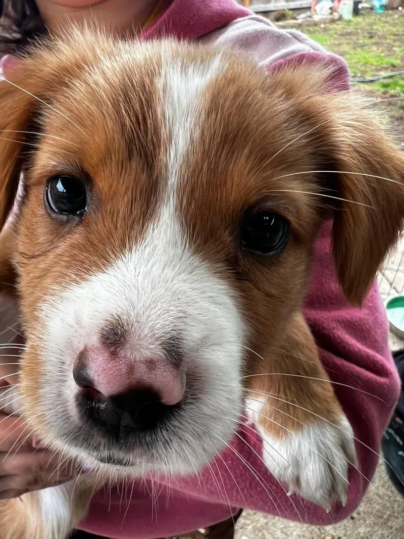 A baby medium-sized male Terrier dog named Scone for adoption in Eugene, OR