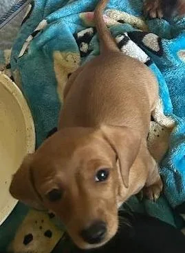 Rusty Pup