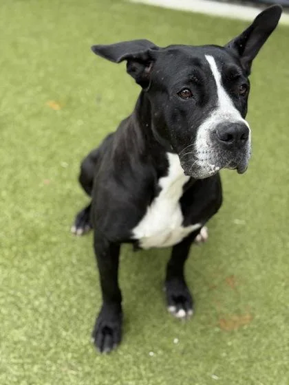 An adult large-sized female Pit Bull Terrier dog named Heffalump for adoption in Atlanta, GA