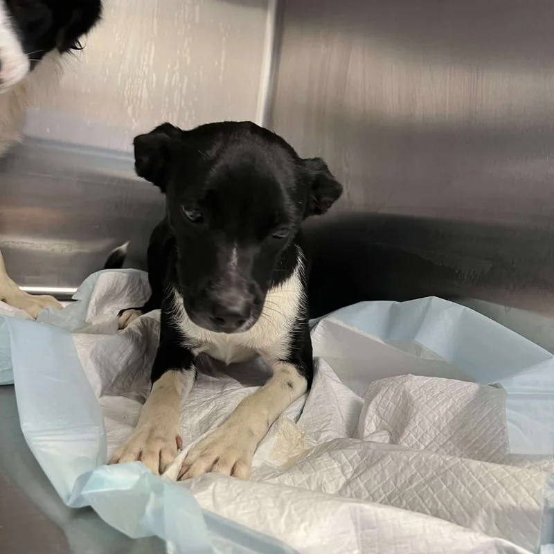 A young small-sized female Border Collie dog named Macey for adoption in Bastrop, TX