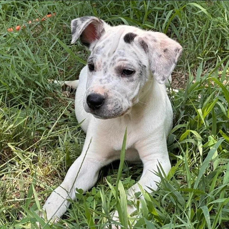 Etta