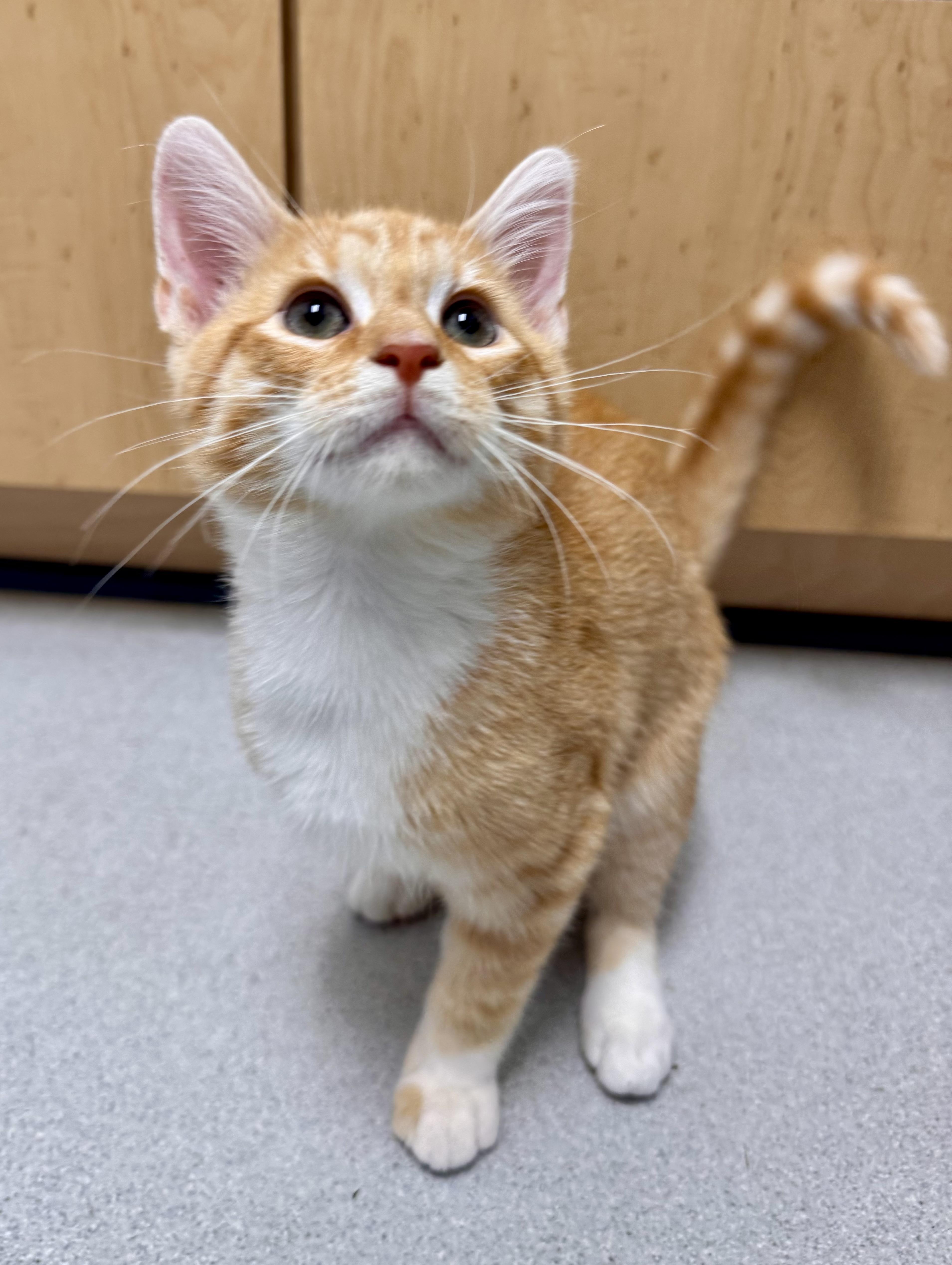 A baby medium-sized male Domestic Medium Hair cat named Kiwi for adoption in Tallahassee, FL