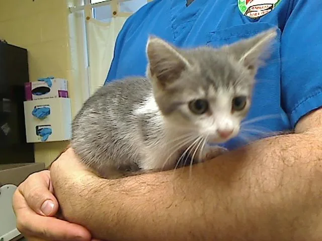 A baby medium-sized female Domestic Short Hair cat named Syren for adoption in Cookeville, TN