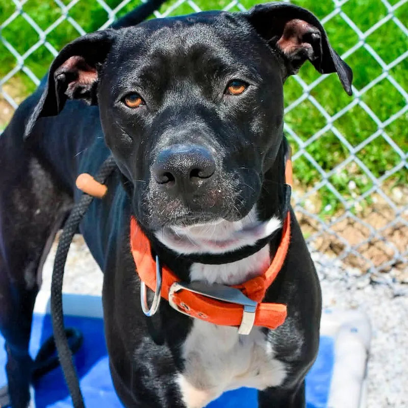 An adult medium-sized male Brown / Chocolate Mixed Breed dog named Rudy for adoption in Bowling Green, OH