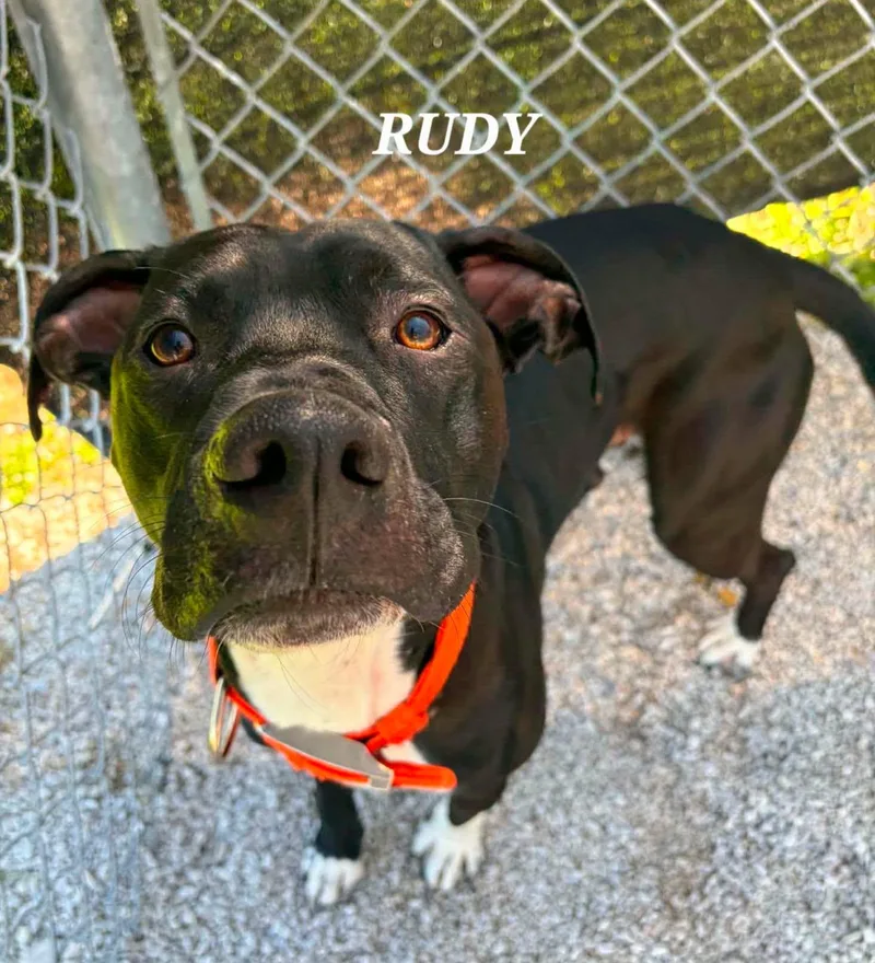 Rudy thumbnail 3